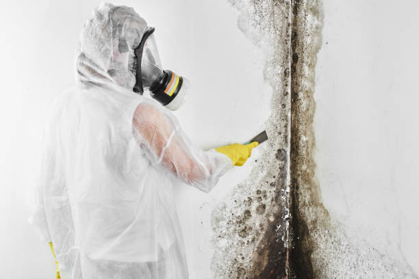Best Basement Mold Remediation in Watonga, OK