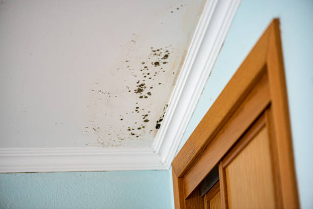 Best Residential Mold Remediation in Watonga, OK