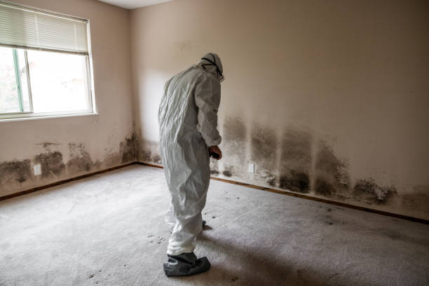 Best DIY Mold Remediation Support Services in Watonga, OK