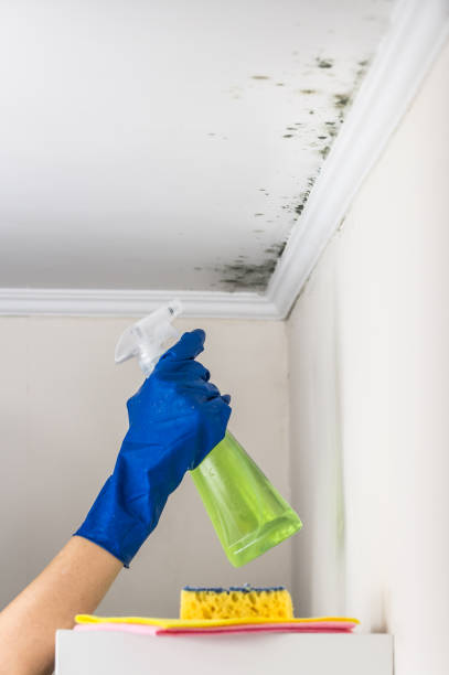 Best Residential Mold Remediation in Watonga, OK